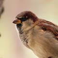 Johnson Group Bird Control