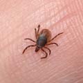 Johnson Group Tick Control